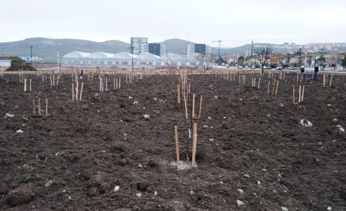Başkentte halka açık meyve bahçesi