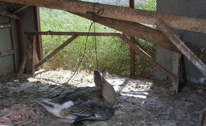 Beslediği kazı kümeste boğazından iple asılmış halde buldu, yapanlara demediğini bırakmadı