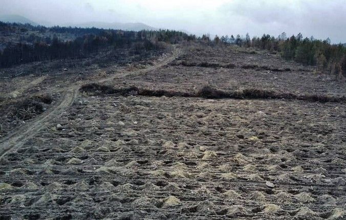 Bolu’da, yangında zarar gören 136 hektarlık alan ağaçlandırılacak