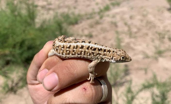 Bu kertenkele Türkiye’de dördüncü dünyada 45. tür olarak literatüre girdi