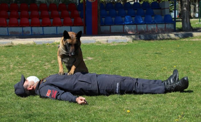 Bu köpekler şınav ve mekik çekiyor, kalp masajı yapıyor