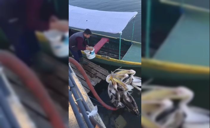 Bursa’da bir balıkçı elleriyle pelikanları besledi