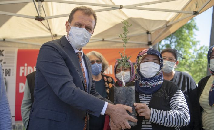 Büyükşehir Belediyesi, Silifkeli üreticilere 40 bin lavanta fidesi, 990 alıç fidanı dağıttı