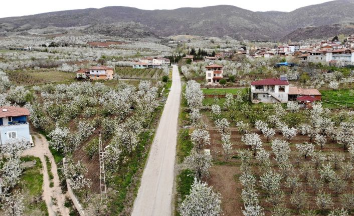 Çiçek açan yüzlerce kiraz ağacı görsel şölen oluşturdu