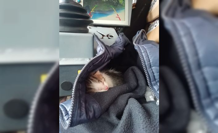 Çöp konteynerinde ölüme terkedilen yavru kedileri, Tuzla Belediyesi temizlik personeli kurtardı