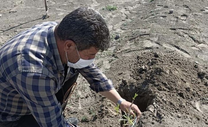Erezyon sahasına Antep fıstığı fidanı dikildi