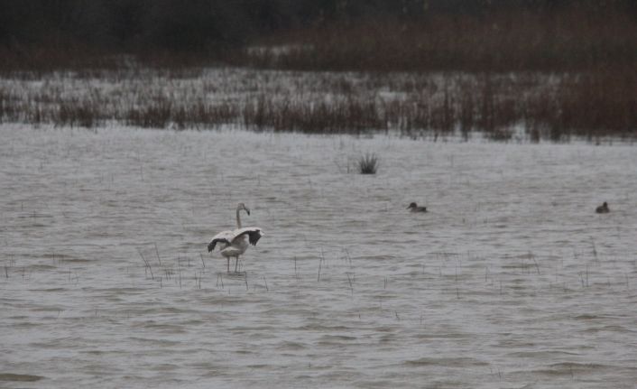 Göç yolundaki flamingo Sinop’ta görüntülendi