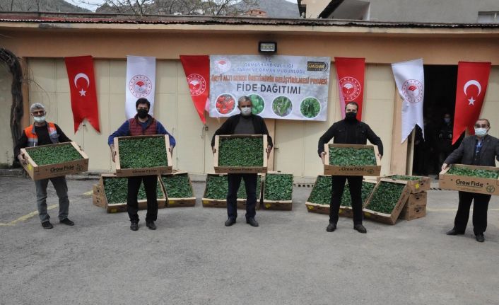 Gümüşhane’de üreticilere 146 bin 700 adet fide dağıtıldı