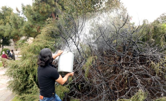 Güpegündüz ağacı yakıp kaçtı