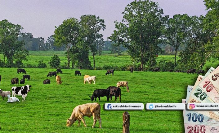 Hayvan sahiplerine 271 bin lira hastalık tazminatı ödendi