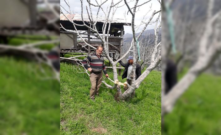 Herkes domuzlardan şüphelenmişti, zararı TEİAŞ görevlilerin verdiği ortaya çıktı