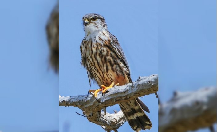 Hersek’te kuş tür sayısı her geçen gün artıyor
