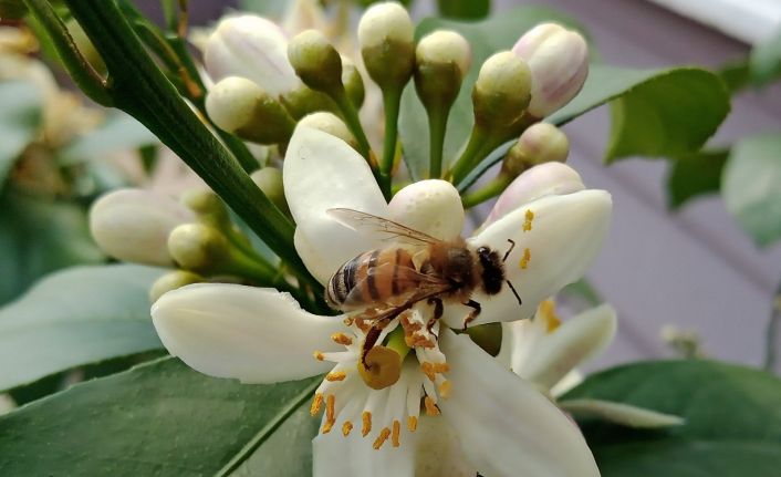 "İklim değişikliği" ve "varroa" bal üretimini düşürdü