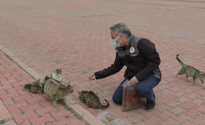 İl Tarım ve Orman Müdürlüğü ‘Dünya Sokak Hayvanları Günü’nde sokak hayvanlarına mama dağıttı