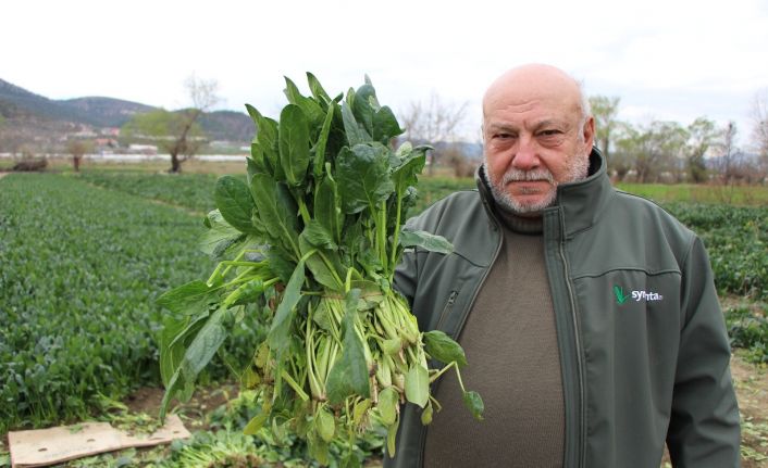 Ispanaklarını satamayan çiftçi çağrı yaptı: “Benim ıspanağımı da satın alıp halka dağıtsınlar”