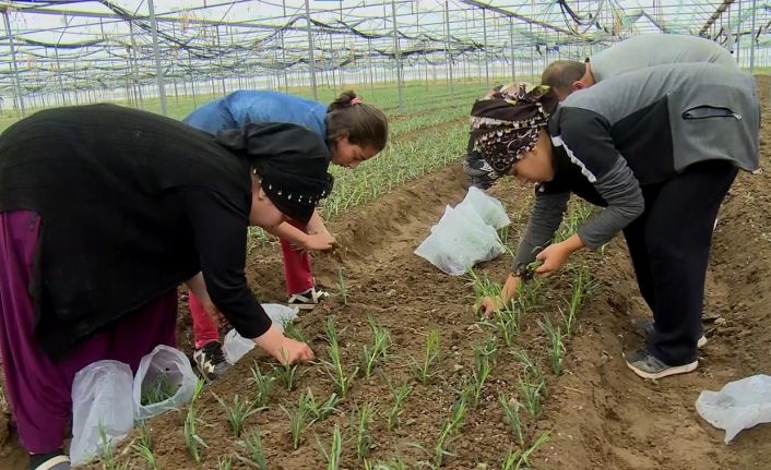 Isparta’da pandemiye rağmen ihracatı yüzleri güldüren karanfilin üretim alanı yüzde 80 arttı