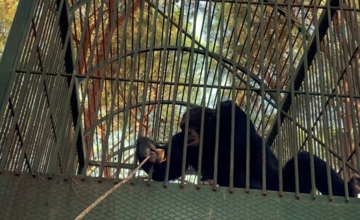 Kafesten kaçan maymun otel çalışanına saldırdı
