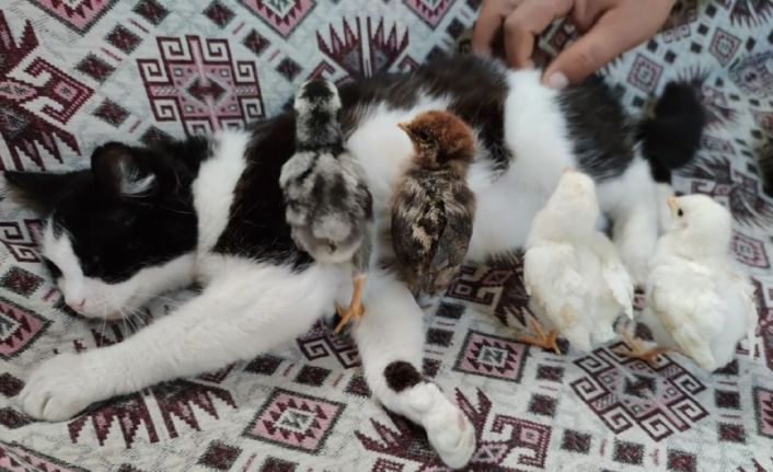 Kedi Mercan hem köpek yavrularına hem de civcivlere annelik yapıyor