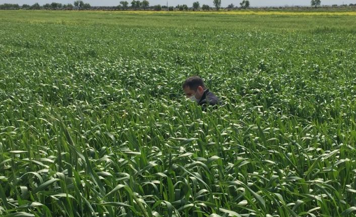 Kilis’te süneyle mücadele başladı