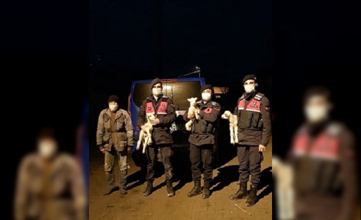 Kimsesiz kuzulara jandarma sahip çıktı