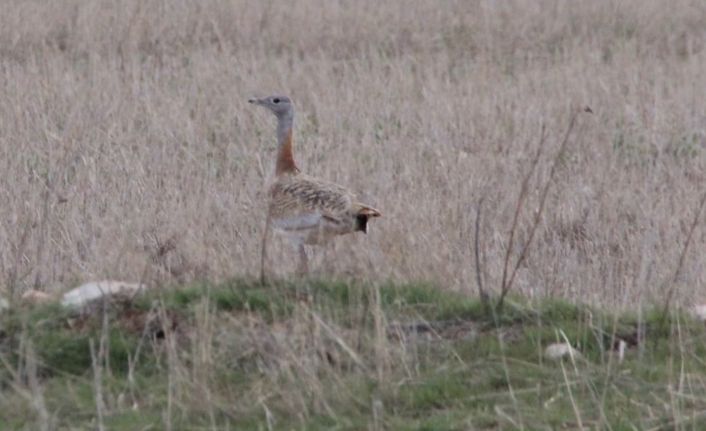 Kırmızı listede yer alan "toy kuşu" Kırıkkale’de görüntülendi