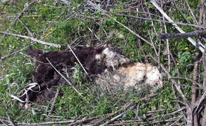 Kokuya giden çoban, vahşeti ortaya çıkardı