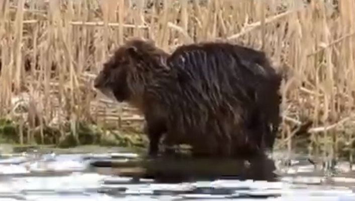 Koypu’nun kendini temizlediği anlar kamerada