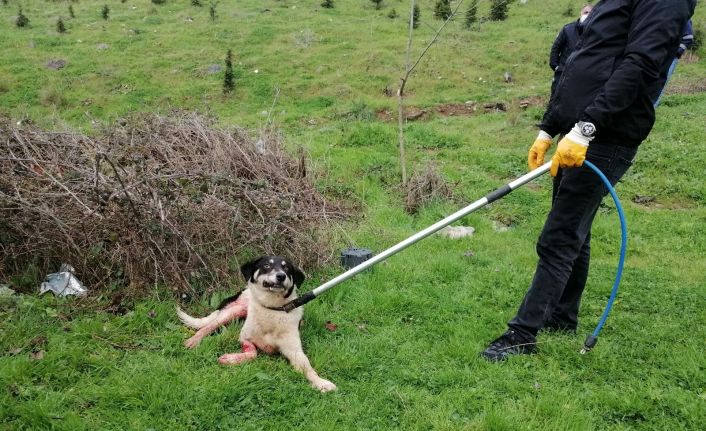 Koyunlarını korumak isterken sokak köpeğini tüfekle yaraladı
