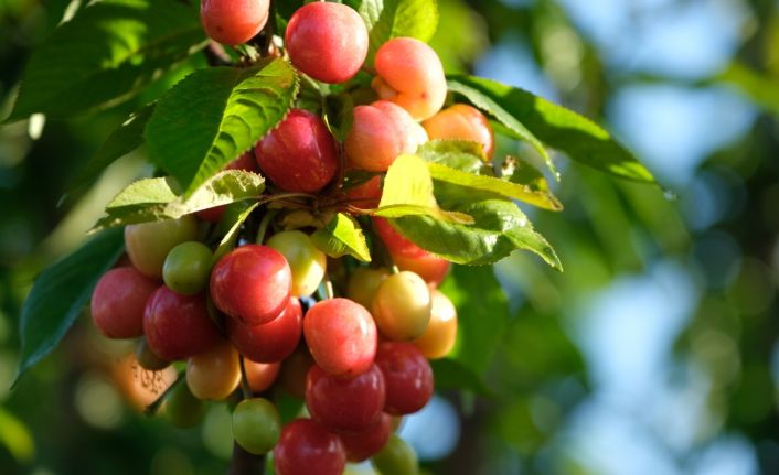 Kuzey yarımkürenin ilk kirazı açık arttırmayla 500 TL’den satıldı