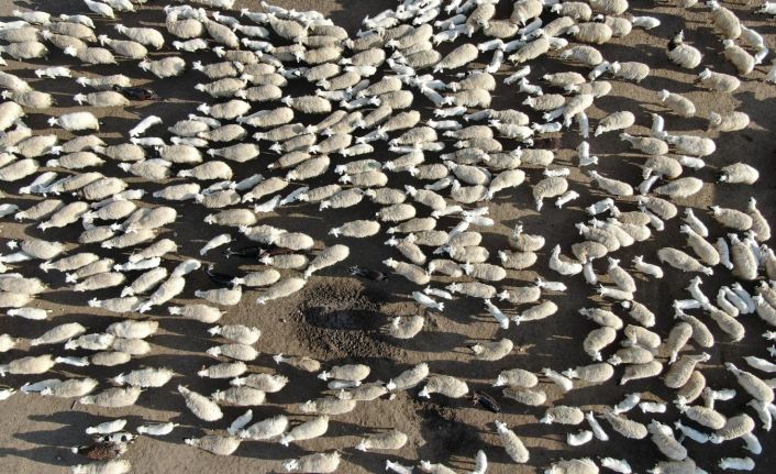 Kuzuların yüzlerce koyun arasında annelerini bulduğu anlar renkli görüntüler oluşturdu