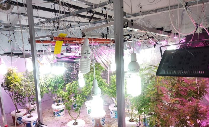 Lüks villada düzenek kurup Hint keneviri yetiştirdiler