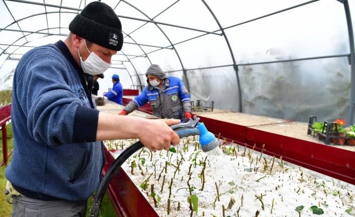 Mamak Belediyesinden bitki üretim hamlesi