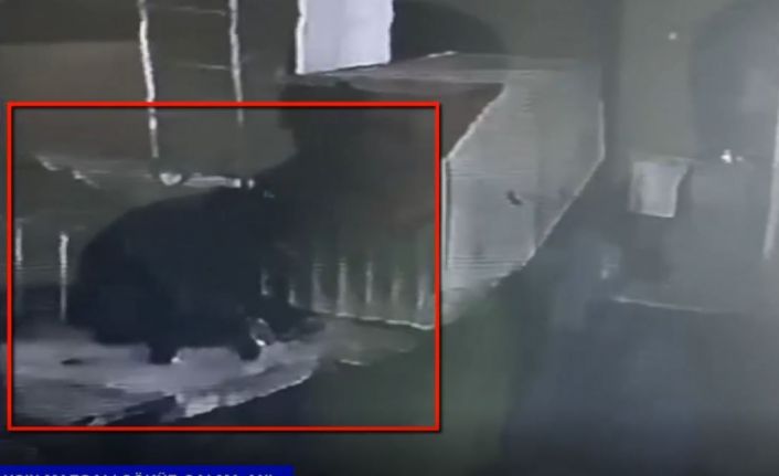 Mazgal hırsızları polisten kaçamadı