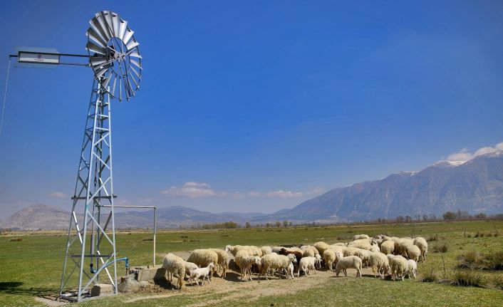 Meraya inşa edilen rüzgargülleriyle yer altı suları hayvanlara içme suyu oluyor