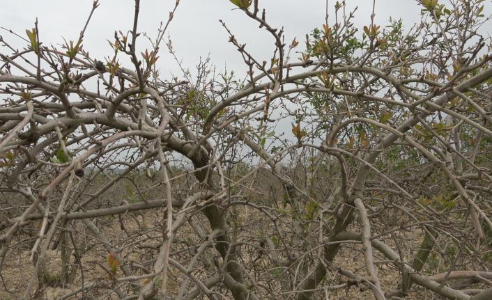 Nisan ayında nar ağaçlarını soğuk vurdu