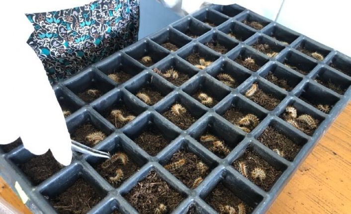 Orman zararlılarıyla biyolojik mücadelede terminatör böcekler kullanılıyor