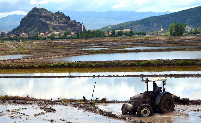 Osmancık’lı çeltik üreticilerine ekim ruhsatı uyarısı