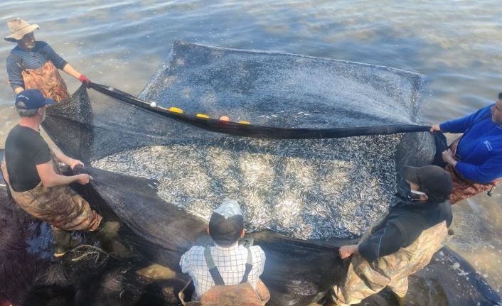 (Özel) İznik Gölü’nde gümüş balığı rekoru: 1 günde 15 ton