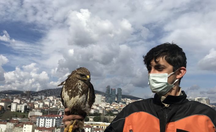 (Özel) Kartal’da aç kalan yırtıcı şahin kent merkezine indi