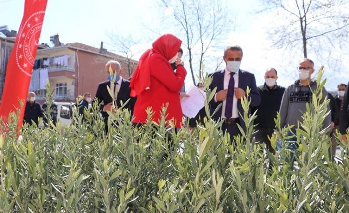 Samsun’da 7 bin 500 zeytin fidanı dikildi: Zeytincilik yeniden canlanıyor