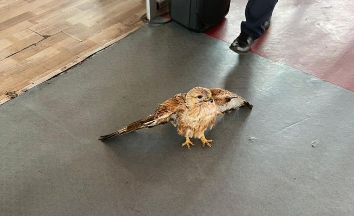 Şanlıurfa’da yaralı Kızıl Şahin tedavi altına alındı