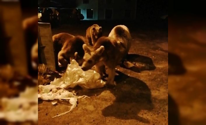 Sarıkamış’ta boz ayılar ilçe merkezine indi