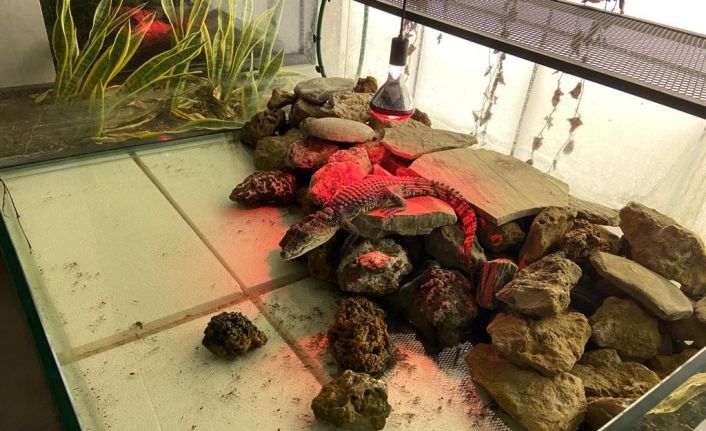 Şehrin göbeğinde beslenen timsaha el konuldu