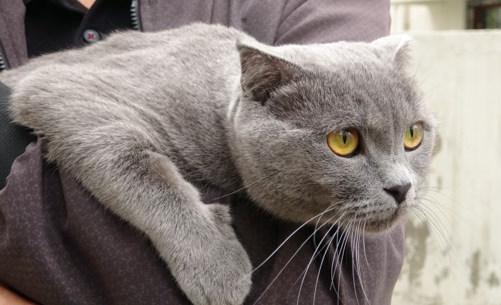 Sevimli kedi 4. kattan dört ayak üstüne düştü