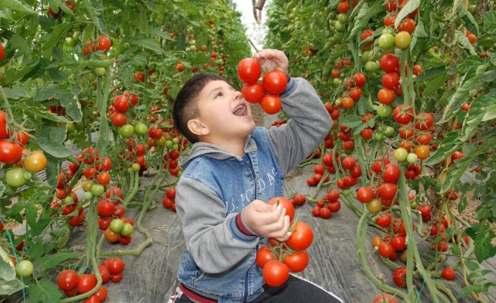 Silifke’de 30 bin ton örtü altı domates rekoltesi bekleniyor