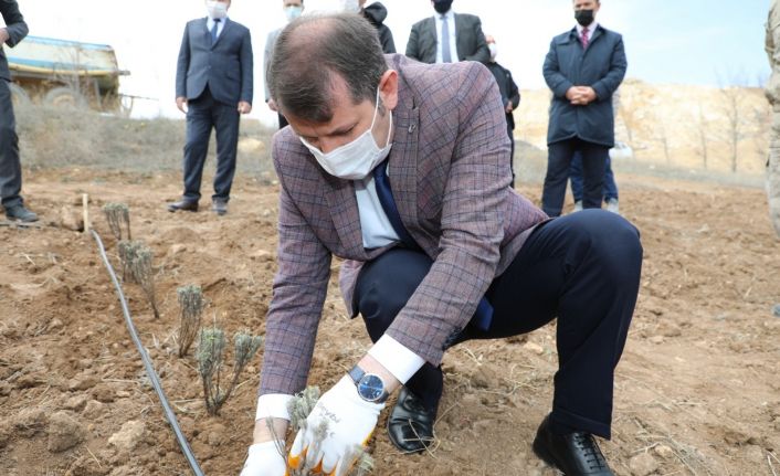 Sivas lavanta bahçesi olacak