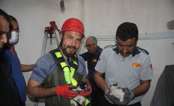 Su kuyusuna düşen 2 yavru kedi kurtarıldı