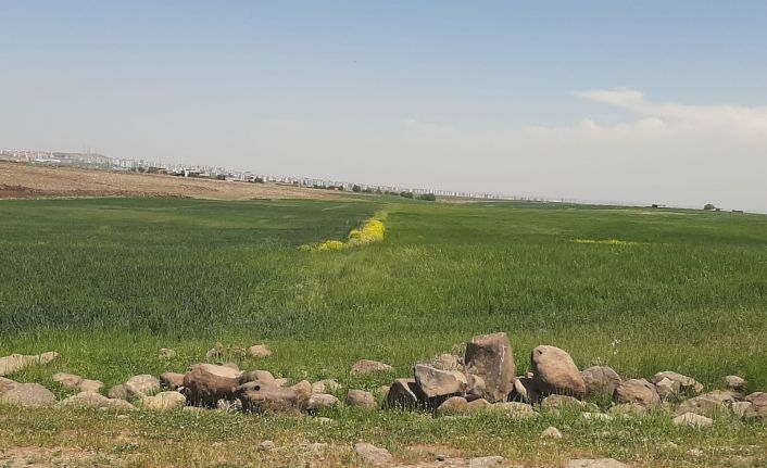 Tarıma elverişli arazilerde taşlar toplandı başaklar boy attı