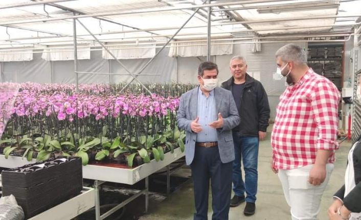 Tarsus’ta 20 milyon adet iç ve dış mekan bitkisi üretiliyor