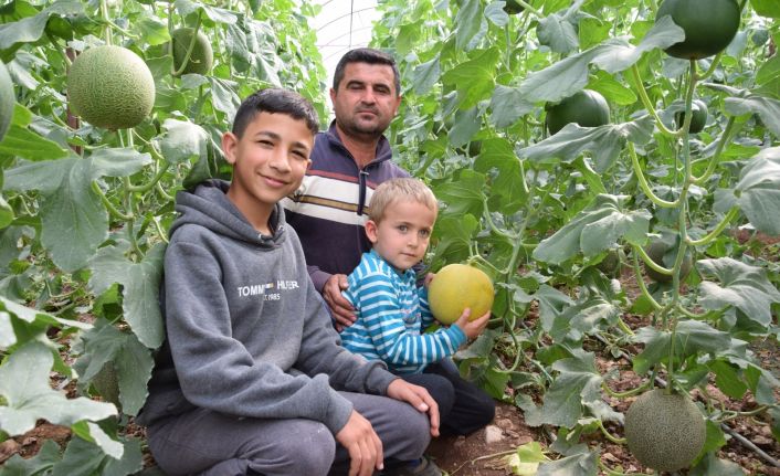 Turfanda kavunun tanesi 30 TL